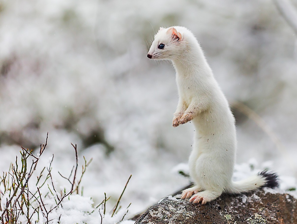 ...Mouse Hunter... von bjørn lie fostad