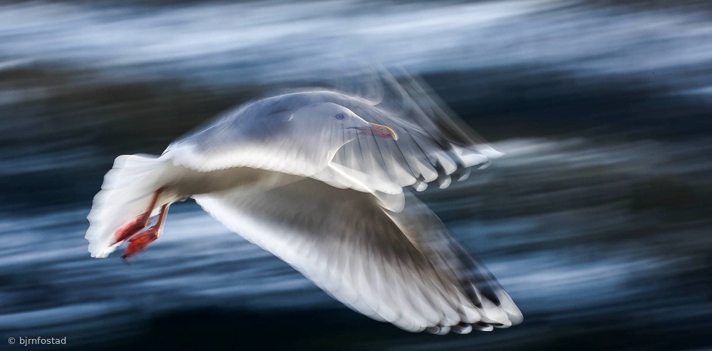 ...Panning Gull... von bjørn lie fostad