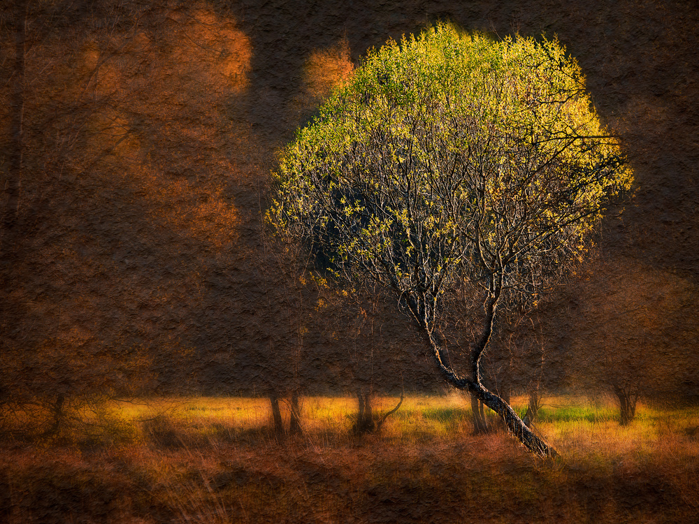 &quot;Morning light&quot; von Bjorn Emanuelson