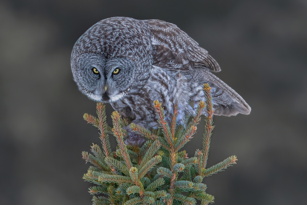 Great Gray Owl von Bo Wang