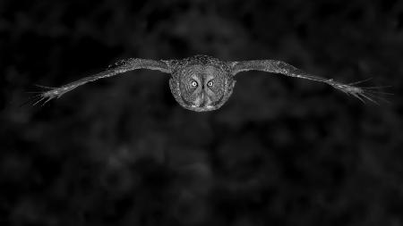 Great Gray Owl in fly