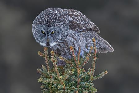 Great Gray Owl