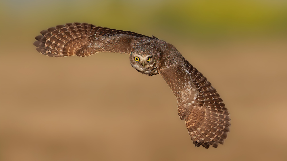 Burrowing Owl in fly von Bo Wang