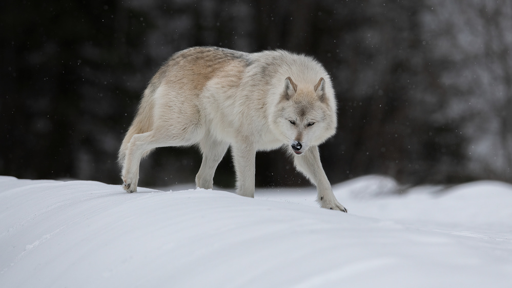 Gray Wolf von Bo Wang