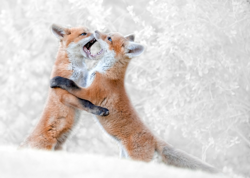 Red Fox Kits playing von Bo Wang