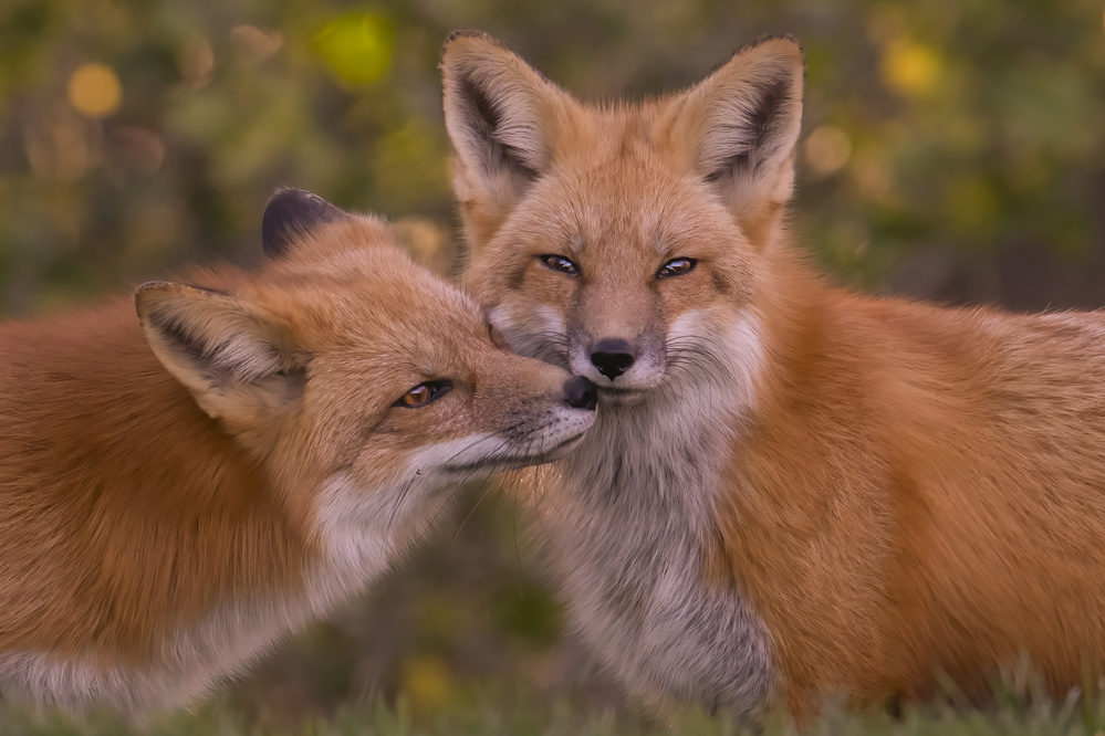 Red Fox von Bo Wang