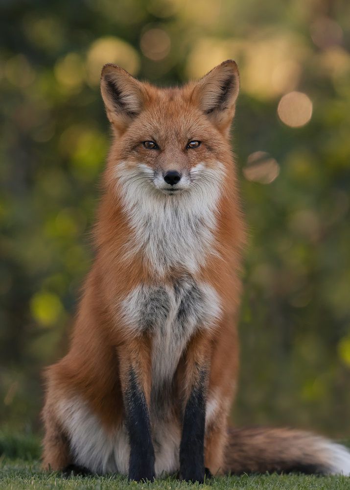 Red Fox von Bo Wang