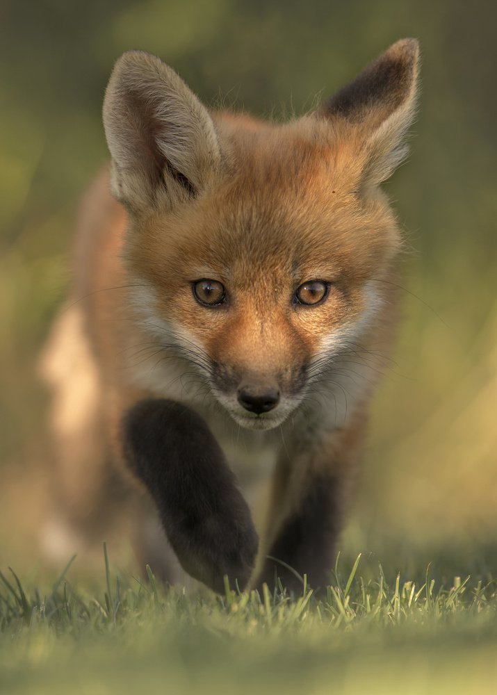 Red Fox Kit von Bo Wang