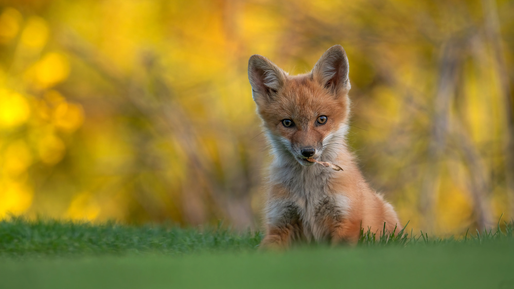 Red Fox Kit von Bo Wang