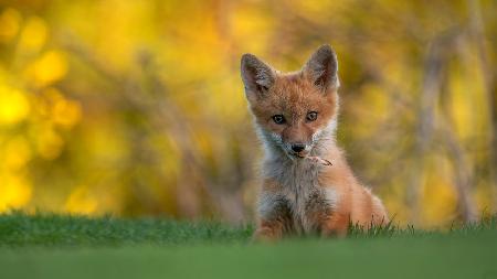 Red Fox Kit