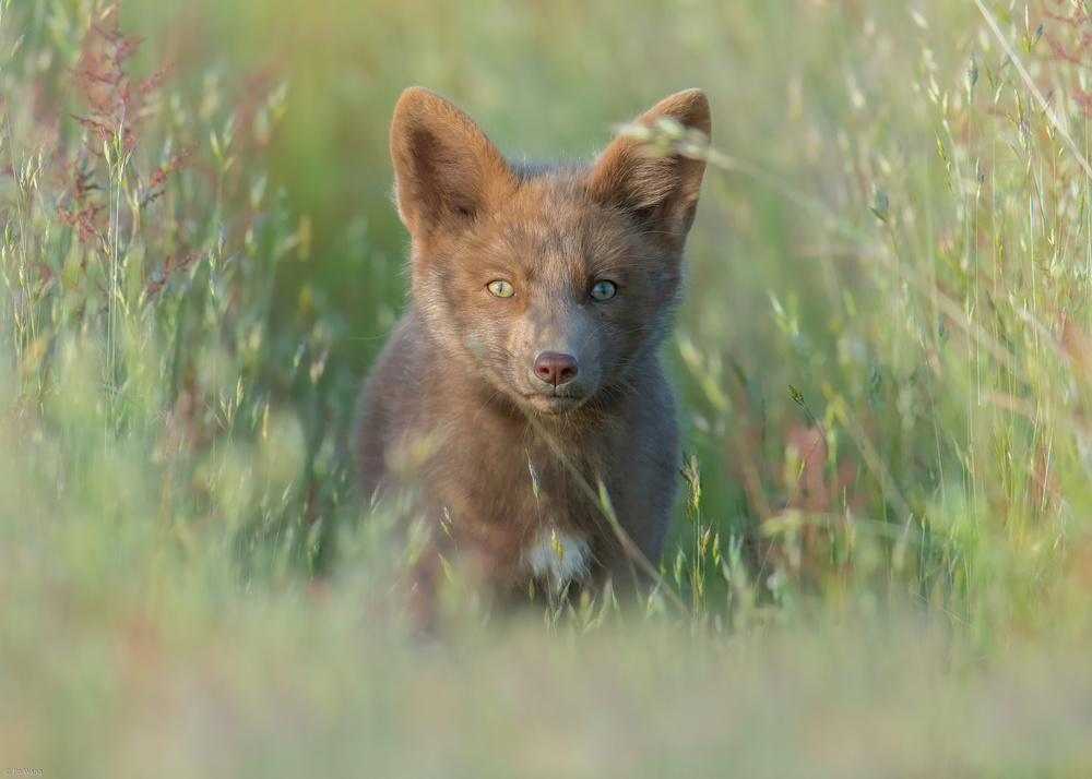 Red Fox Kit von Bo Wang