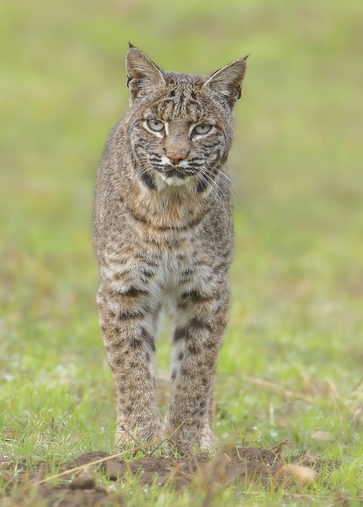 Bobcat von Bo Wang