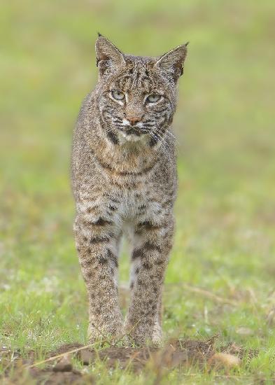 Bobcat