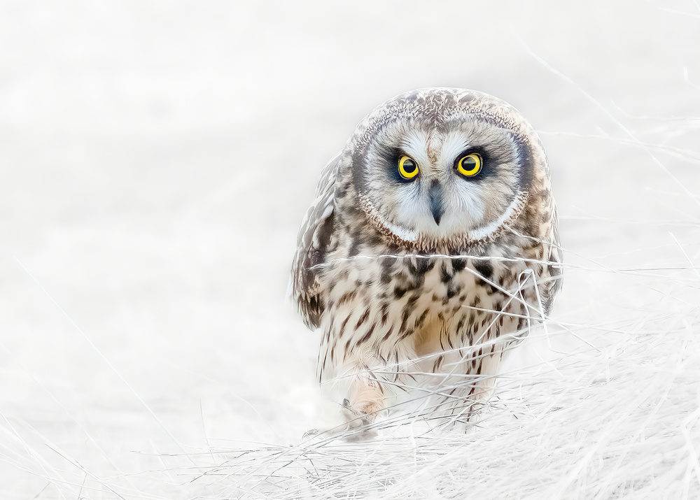 Short Eared Owl von Bo Wang