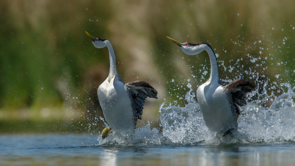 Westen Grebes von Bo Wang