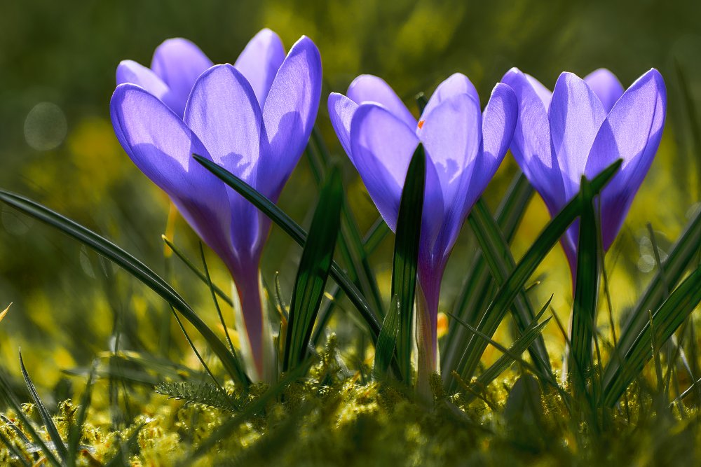 Three Crocuses von Bodo Balzer