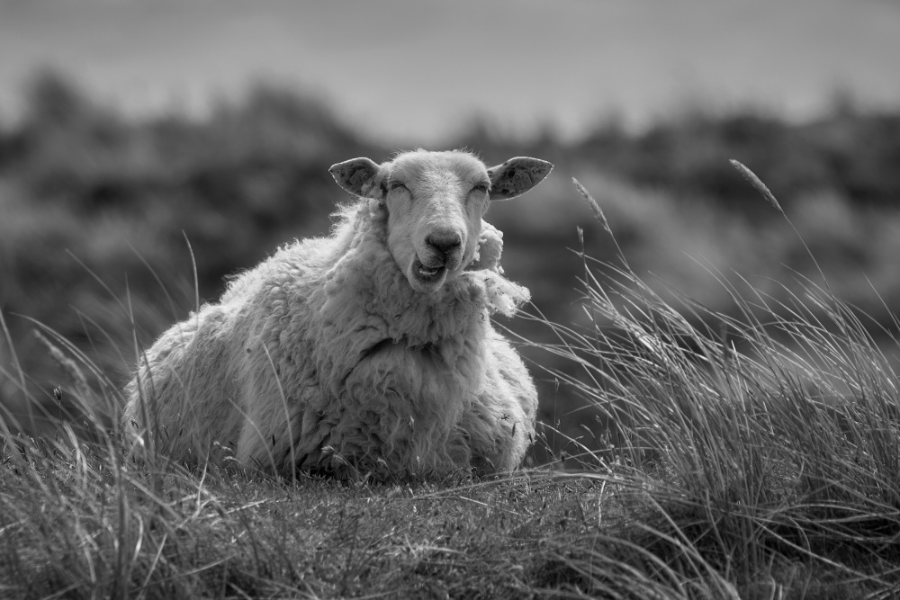 Happy sheep resting in the dunes von Bodo Balzer