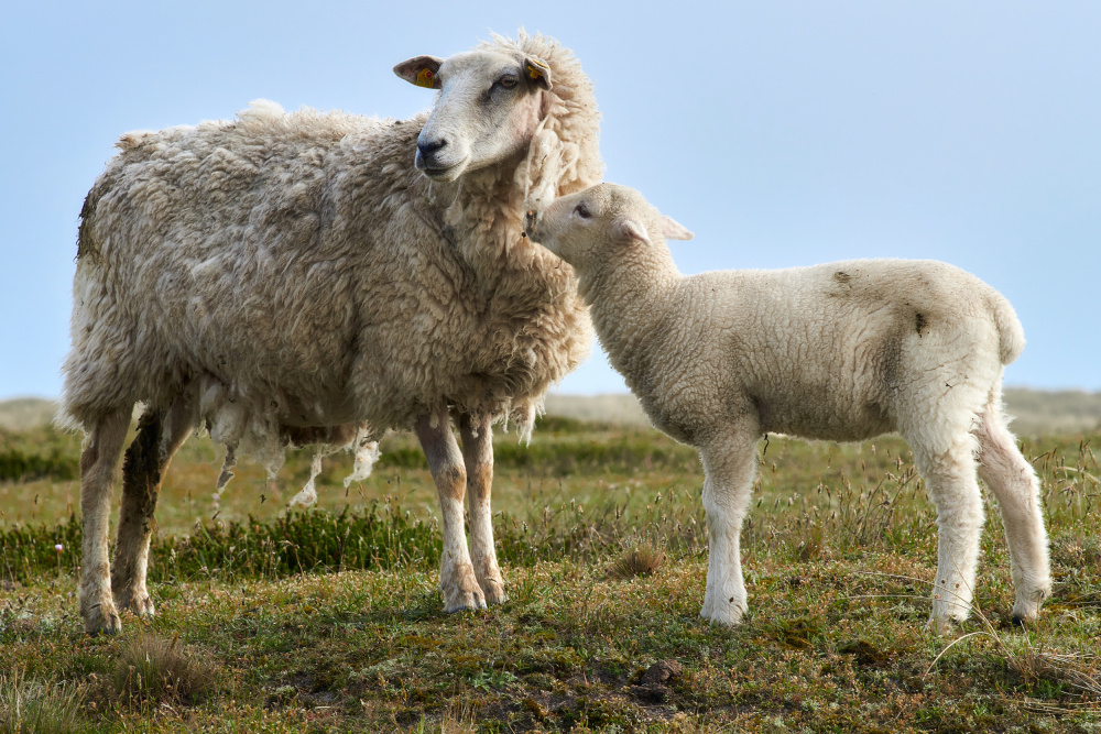 Hello Mum - Lamb with Ewe von Bodo Balzer