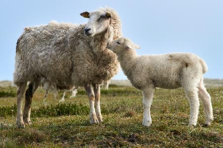 Hello Mum - Lamb with Ewe