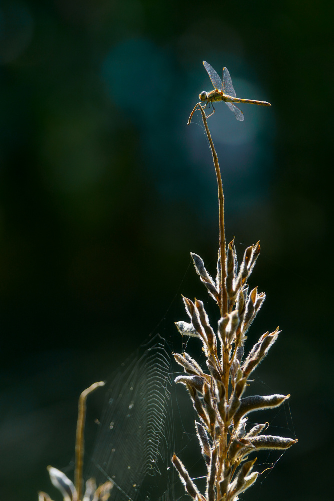 Autumn impressions von Bodo Balzer