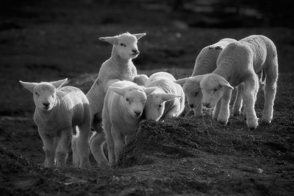 Lambs discover the world von Bodo Balzer