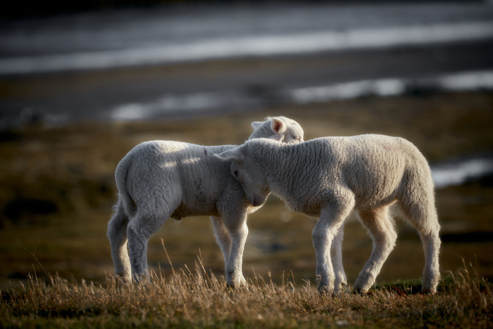 Lamb Friends von Bodo Balzer