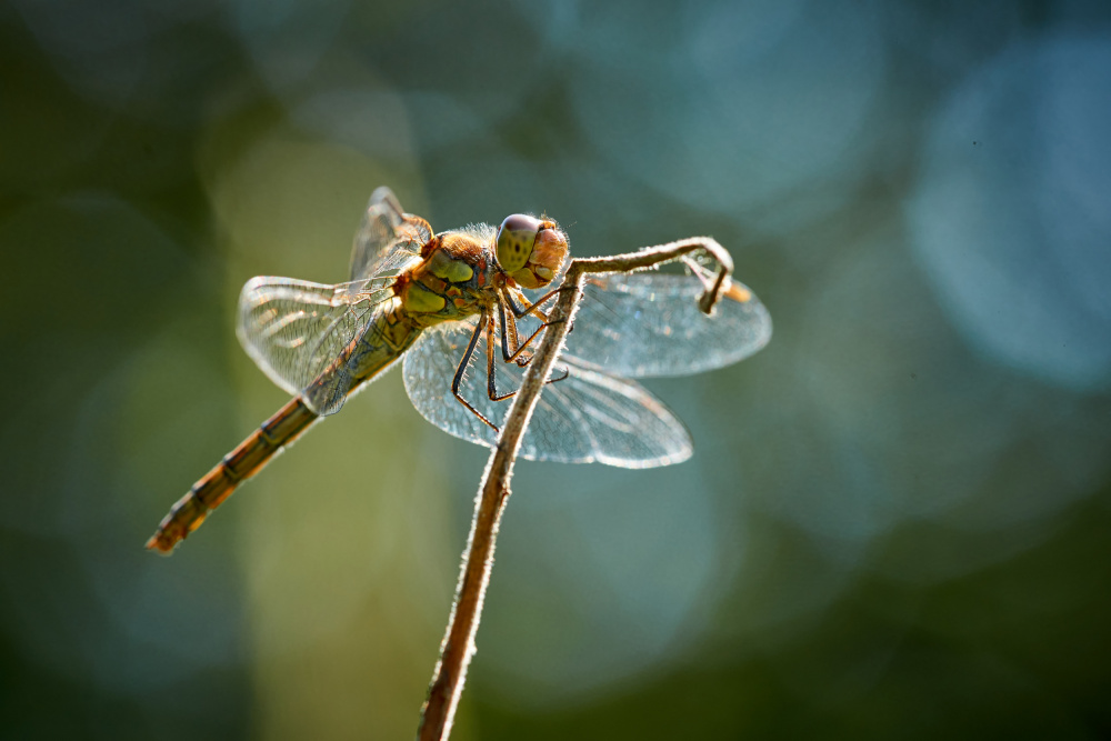 Dragonfly in backlight von Bodo Balzer