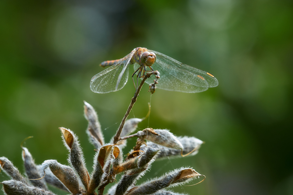 Dragonfly resting on lupine seedpods von Bodo Balzer