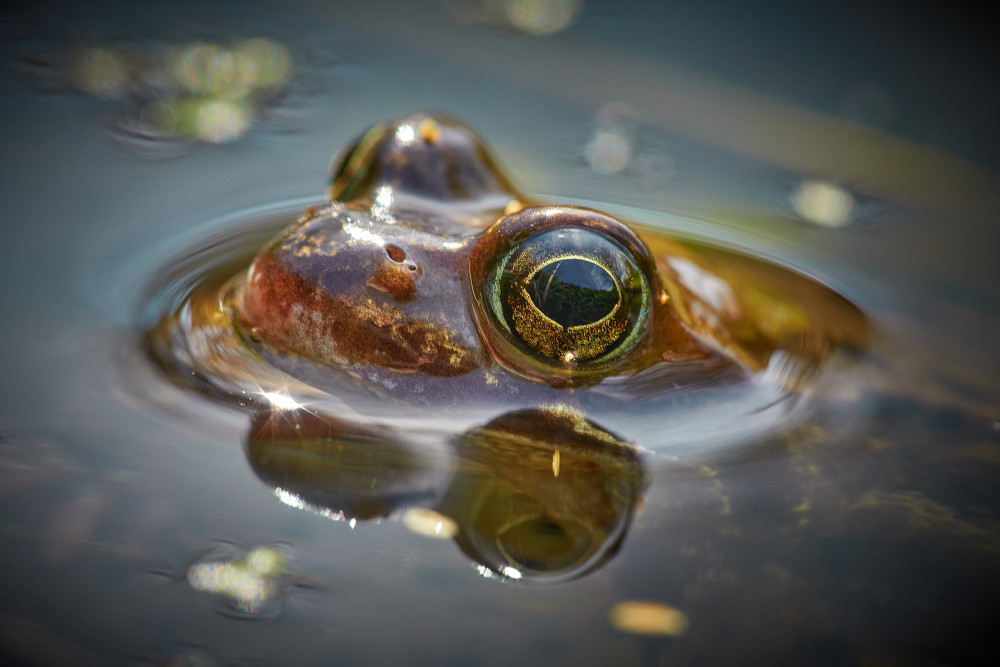 Moor frog watching you von Bodo Balzer