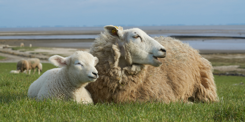 Sheep by the sea - lamb and ewe resting von Bodo Balzer