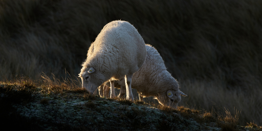 Sheep having breakfast in the first sunlight von Bodo Balzer