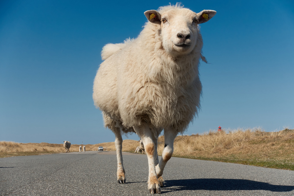 Sheep have right of way here von Bodo Balzer