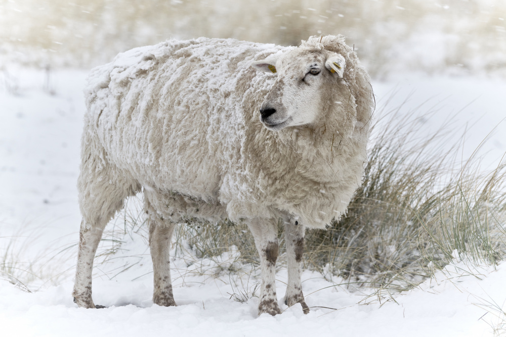 Sheep in snowy dunes von Bodo Balzer