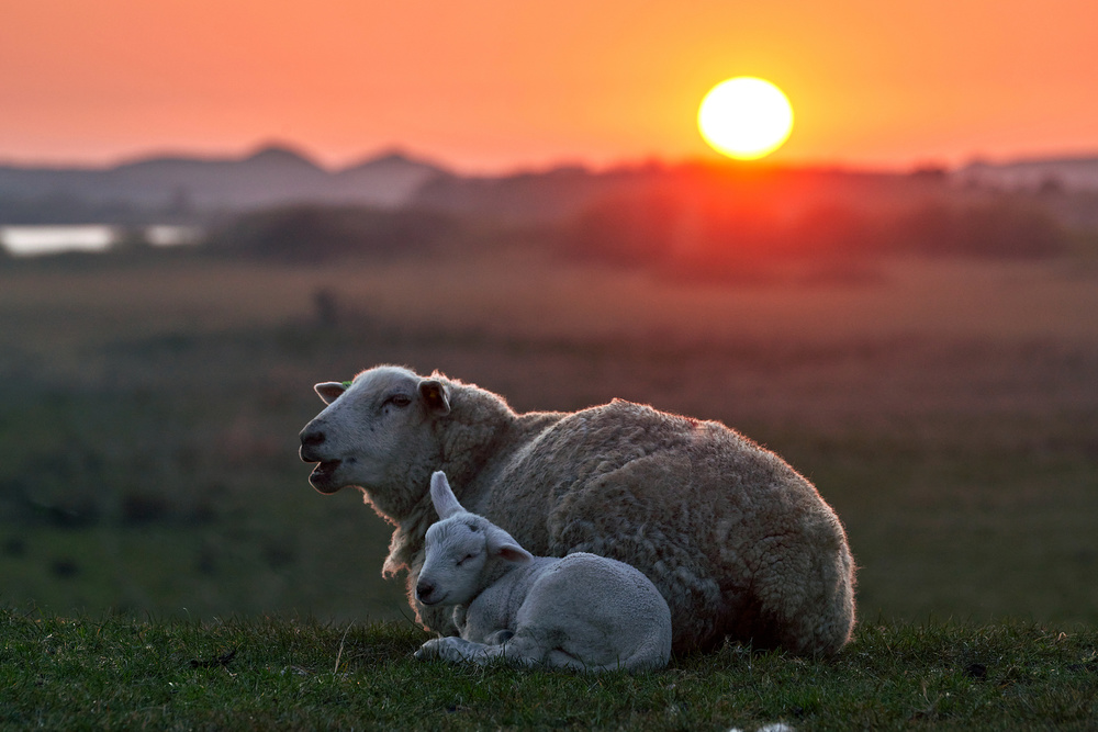 Sleep well Sheep von Bodo Balzer