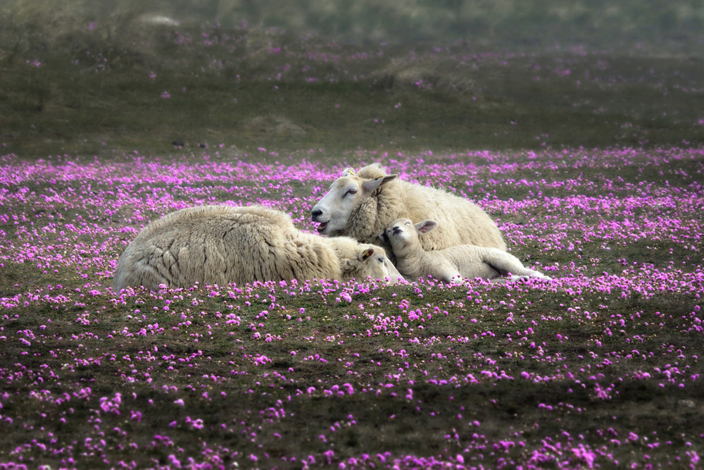 Dreaming in Pink von Bodo Balzer