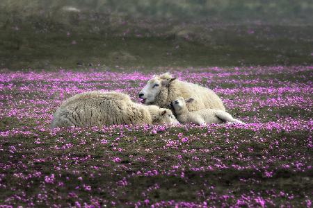 Dreaming in Pink