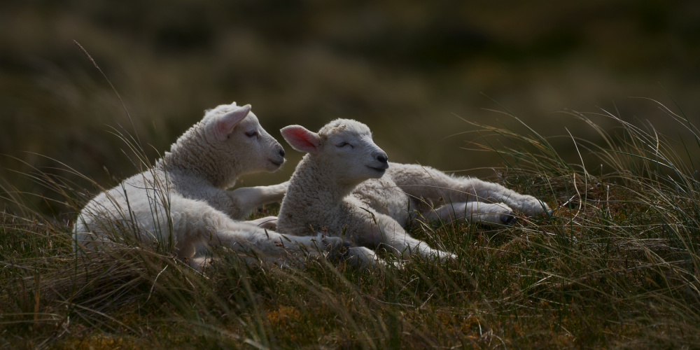 Dreaming lambs in the dunes von Bodo Balzer