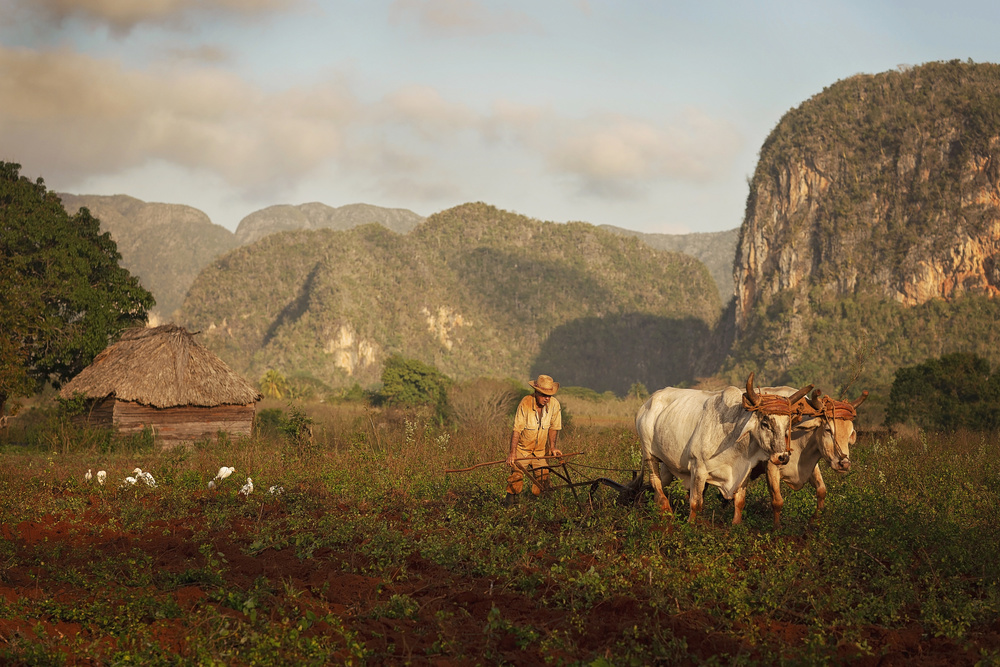 Plowing the field von Bogdan Negoita