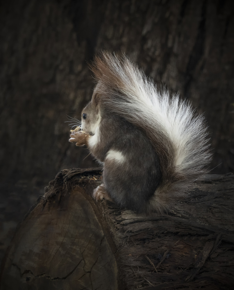 I am shy, please don`t disturb me! von Bogdan Timiras