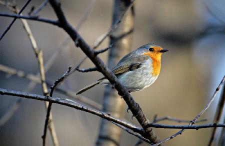 Little Red Robin