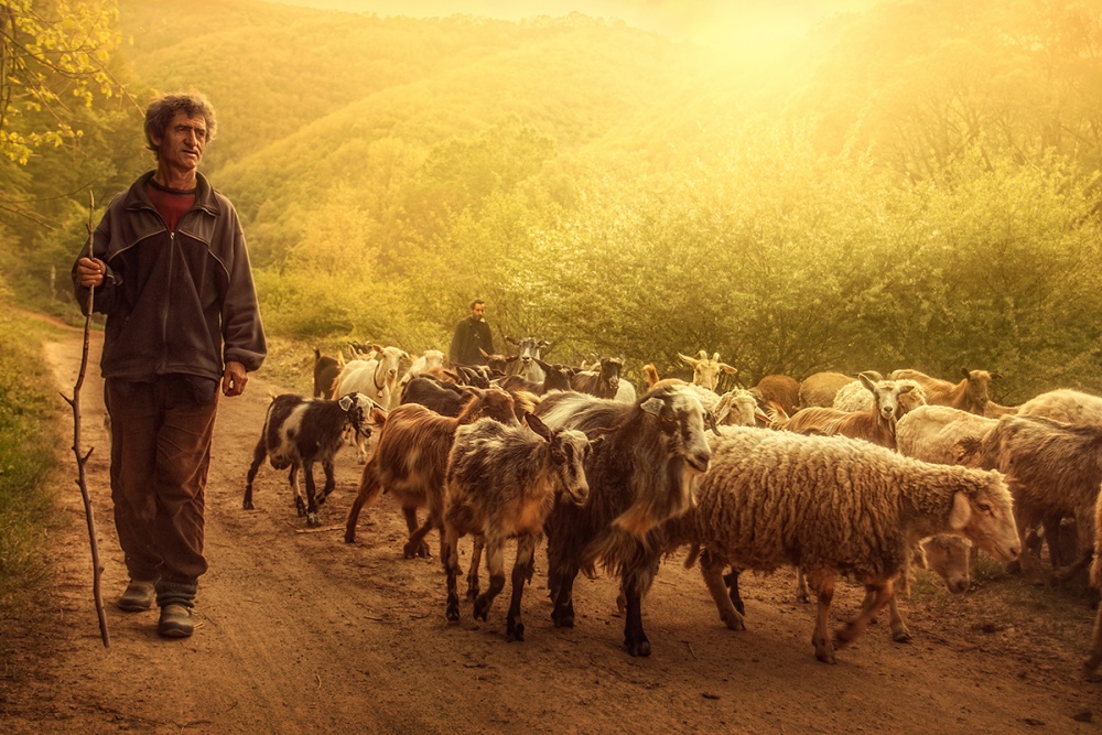 Shepherd von Bojan Dzodan