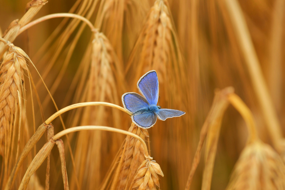 Colour contrast von Bojan Kolman