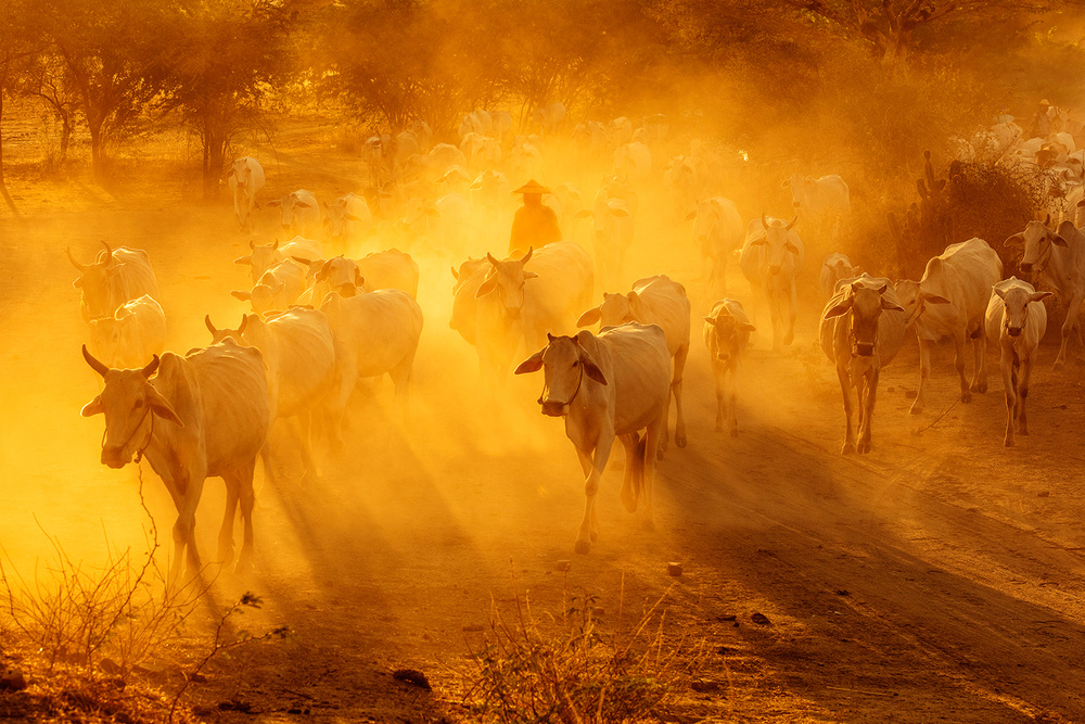 Cattle Herd von Bongok Namkoong