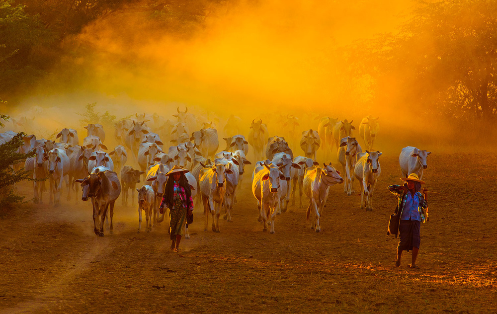 Herd of Cattle von Bongok Namkoong