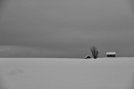 Snow Fields