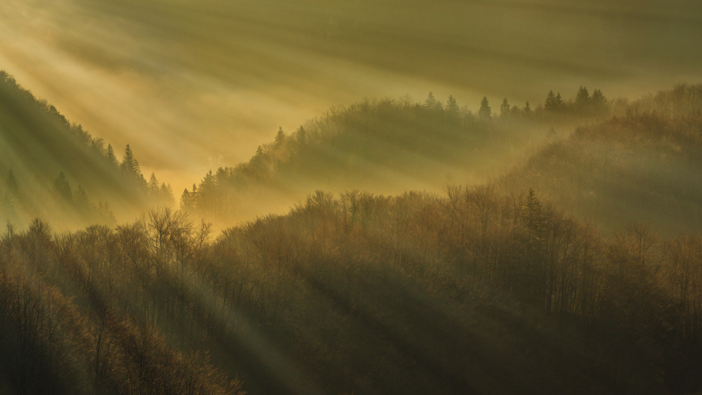 Rays of morning von Bor