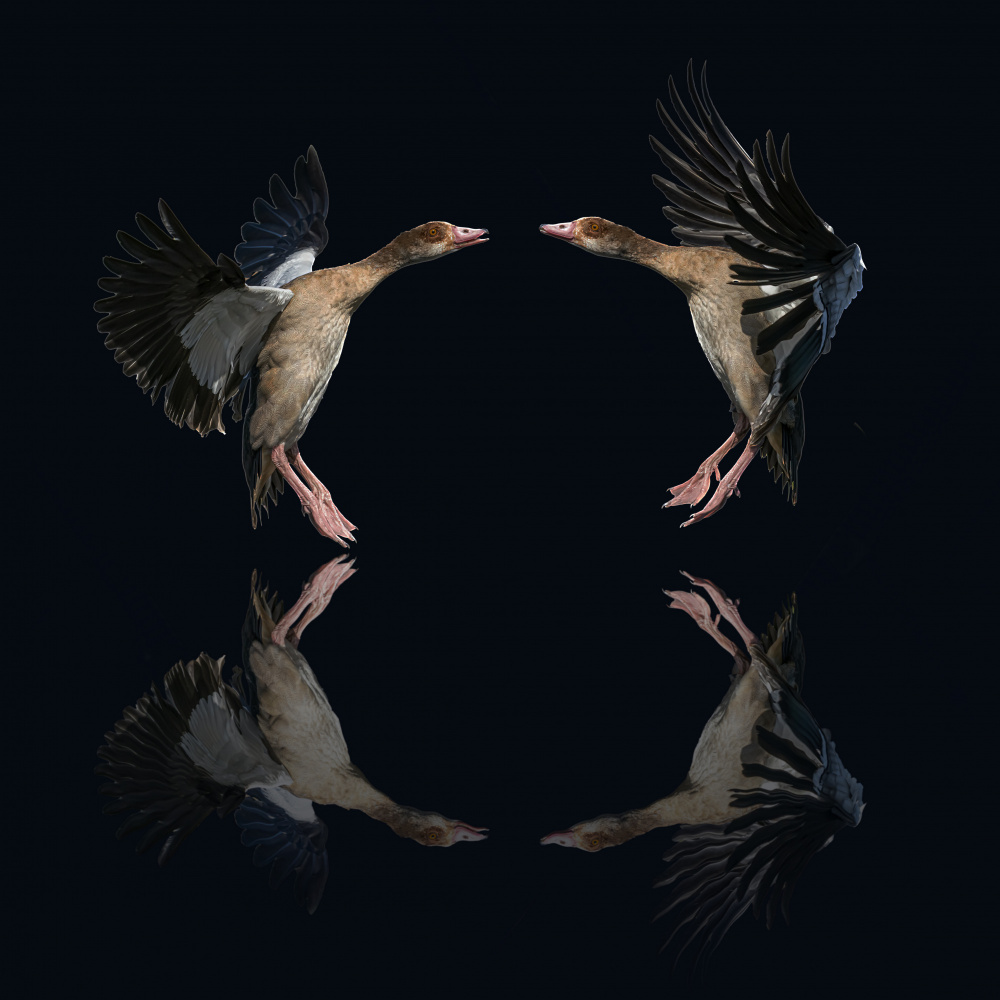 Egyptian geese von Boris Lichtman