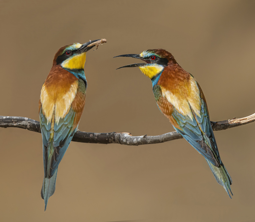 Bee-eaters von Boris Lichtman