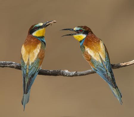 Bee-eaters