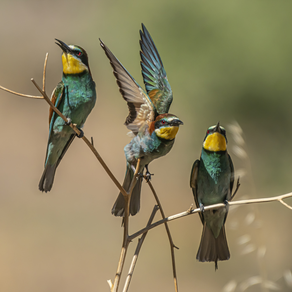 Bee-eaters von Boris Lichtman